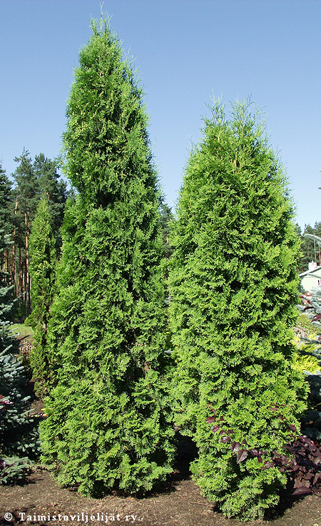 Thuja occidentalis 'Pyramidalis Compacta', pilarituija